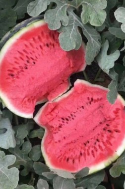 南阳育美都西瓜苗厂,灵宝嫁接甜王西瓜苗基地2026