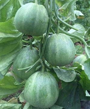 南阳哪里卖甜瓜苗,灵宝育嫁接绿宝\羊角蜜甜瓜苗厂